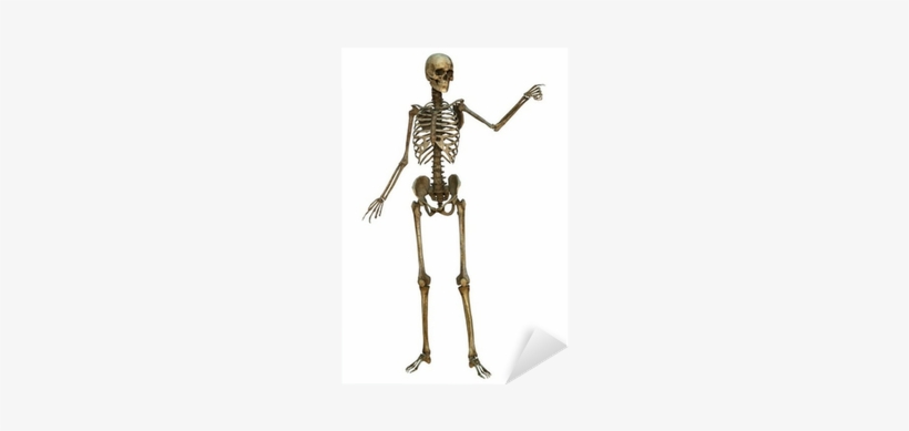 Skeleton, transparent png
