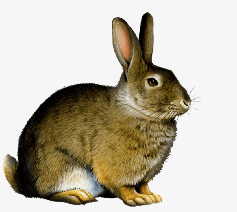 Bunny Rabbit Png - Rabbit Png, transparent png