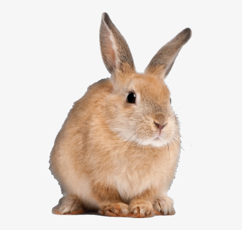 Bacongamejam 05 » Surreal Warp Nightmare « Bacongamejam - Long Do Rabbits Live, transparent png