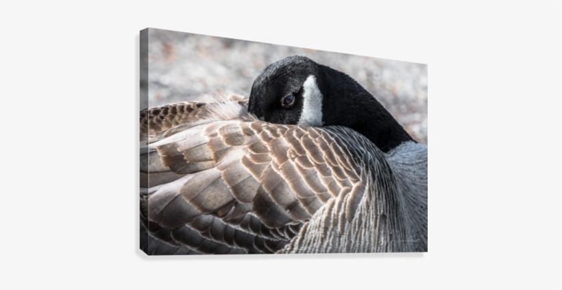 Dodo De Bernache Canvas Print - Flickr, transparent png