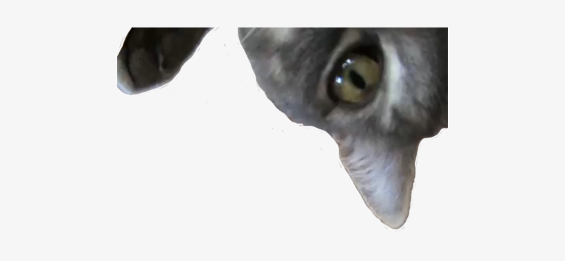 Png - Cat Transparent Picture Png, transparent png