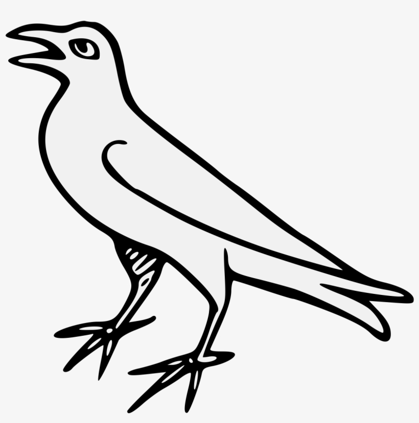 Bird, transparent png