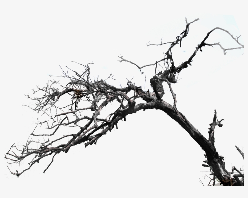 Tree Png File - Photoshop Contest, transparent png