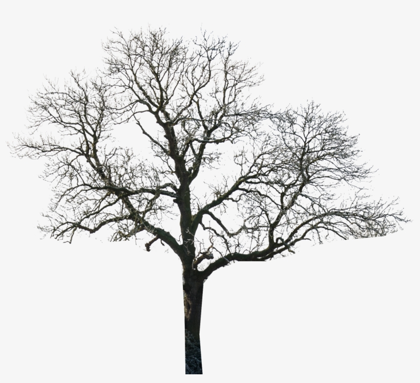 Tree - Skinningrove Bonfire 2017, transparent png