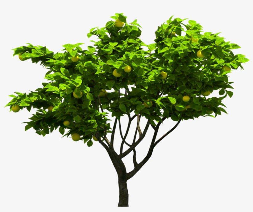 Tree Png Download - New Haven Elm Tree, transparent png
