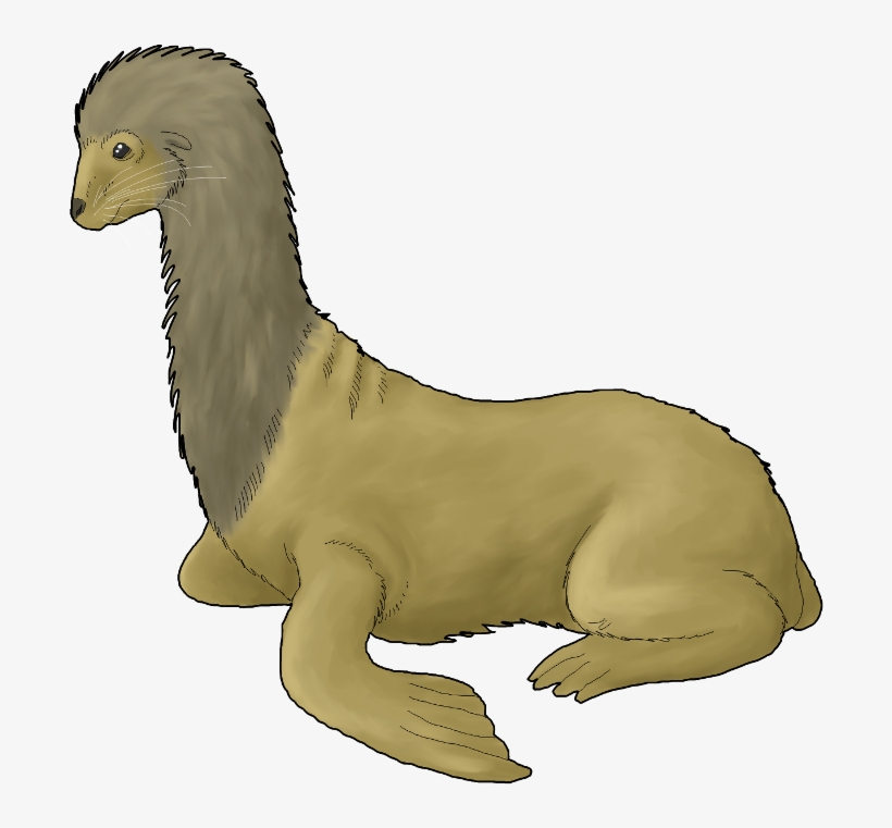 Male Longnecked Sea Lion - California Sea Lion, transparent png