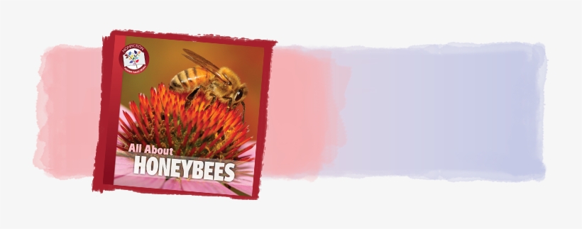 Honeybee, transparent png