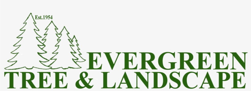 2018 Evergreen Tree And Landscape - The Brick Lane Gallery, transparent png
