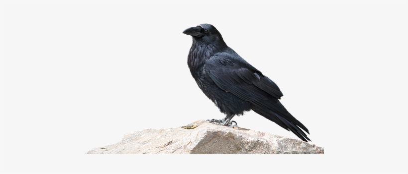 Raven, Bird, Animal World, Nature - Spooky Crows Transparent Background, transparent png