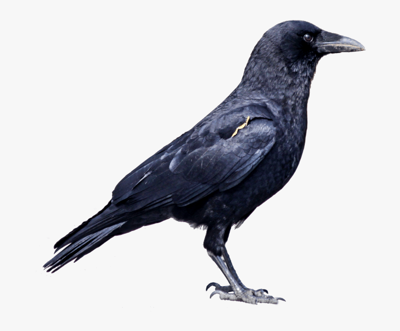 Raven One - Crow Png, transparent png