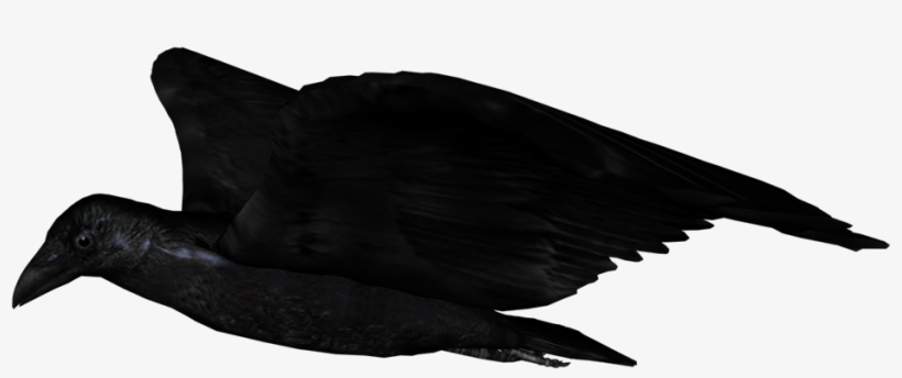 Raven Flying Up - Flying Raven Transparent, transparent png