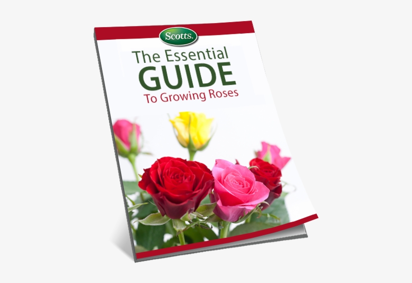 The Essential Guide To Growing Roses - Rose, transparent png