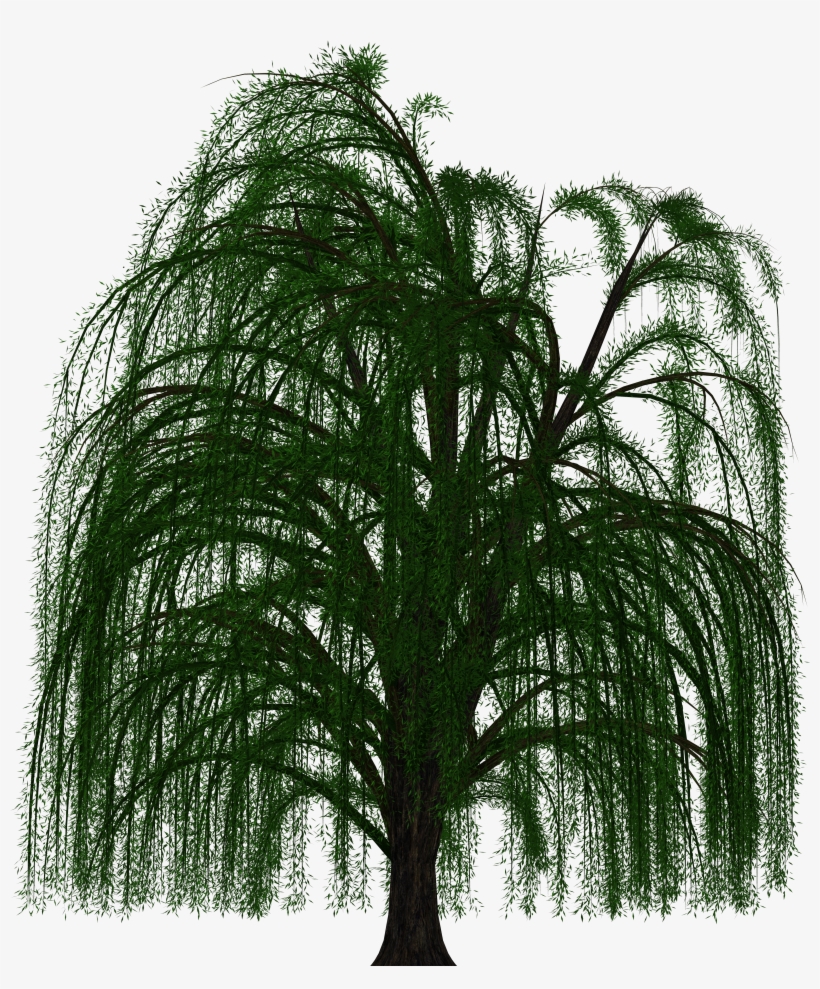 Weeping, Willow - Willow Tree Transparent Background, transparent png