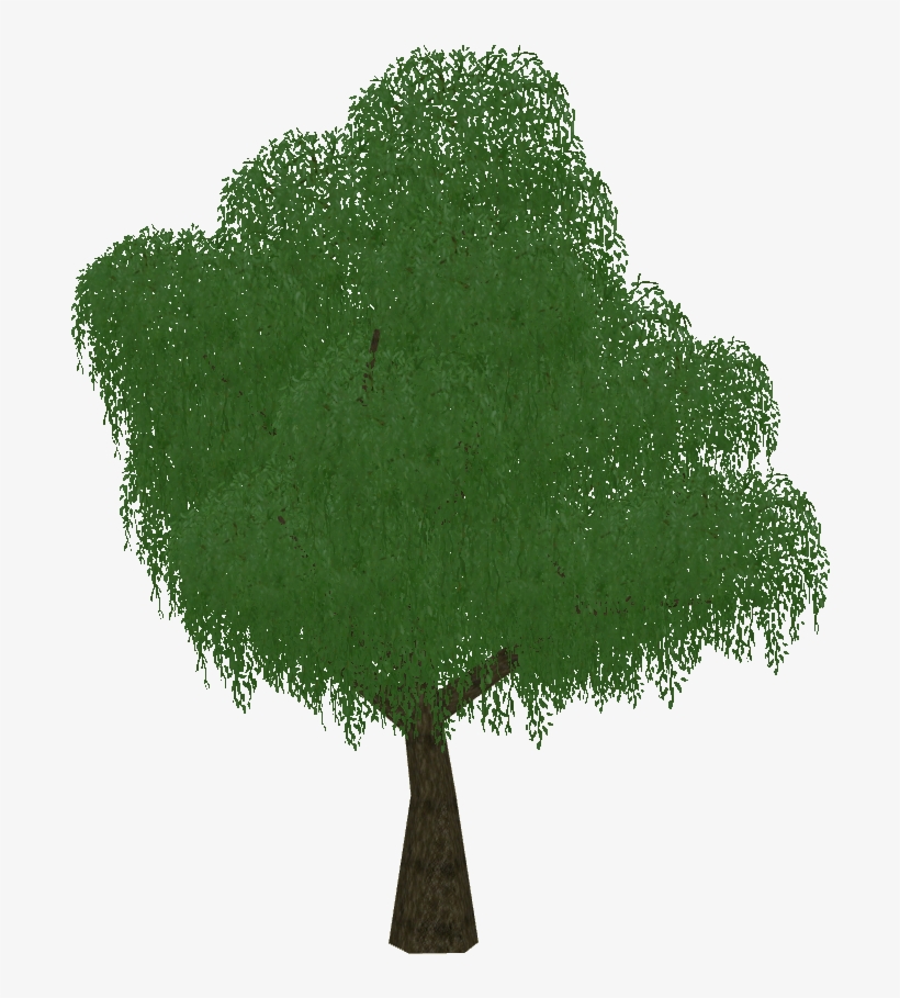 Weeping Willow - Grass, transparent png