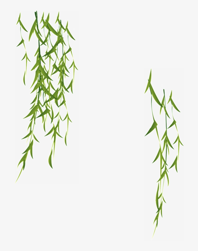 柳条 Png, transparent png