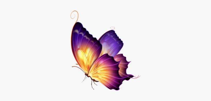 Butterfly - Colour Butterfly Png, transparent png