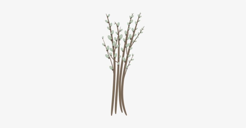 Willow Catkin,willow - Stock.xchng, transparent png