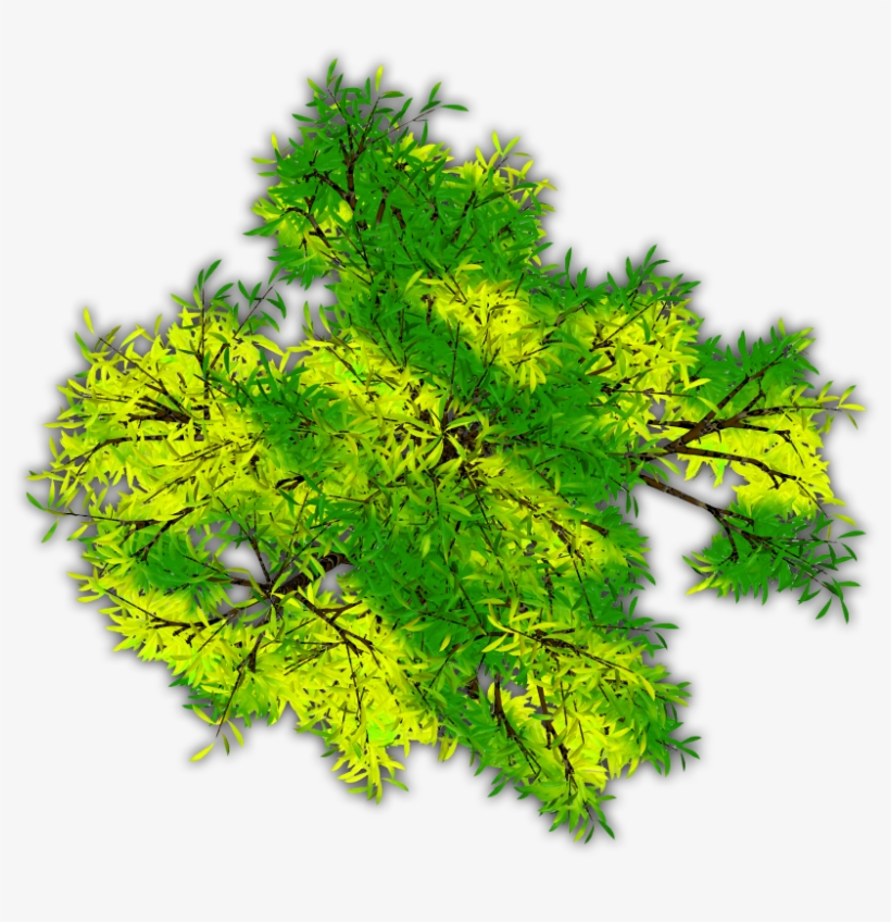 Snowy Pine C 06 Feb 2009 - Tree, transparent png