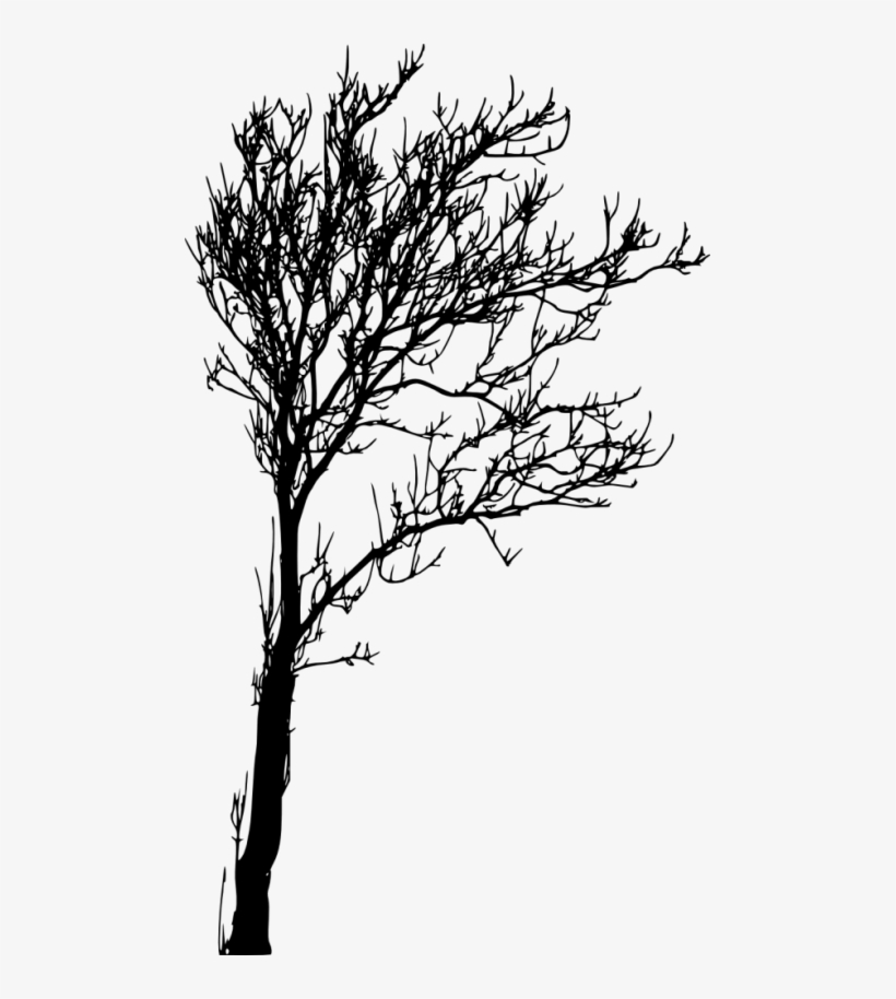 Free Png Bare Tree Silhouette Png Images Transparent - Tree Silhouette Png, transparent png