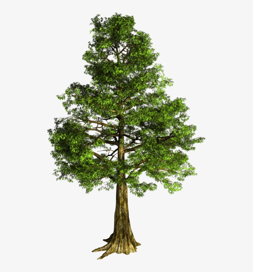 Arbre Détouré, transparent png