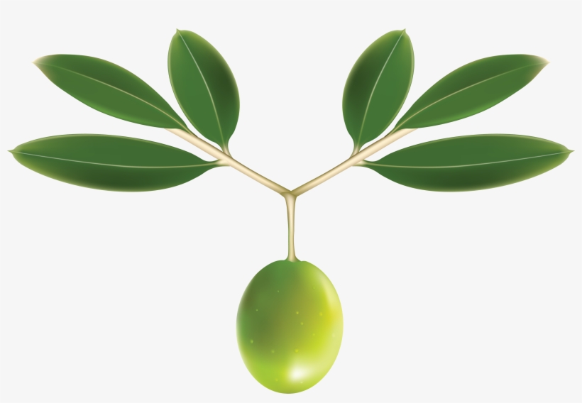 Olive Vector Free, transparent png