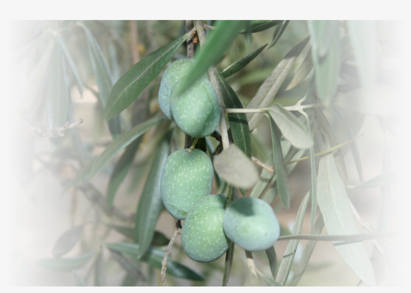 Russian Olive, transparent png