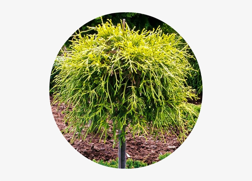 Sungold Cypress Standard 1 - Chamaecyparis Pisifera Sungold, transparent png