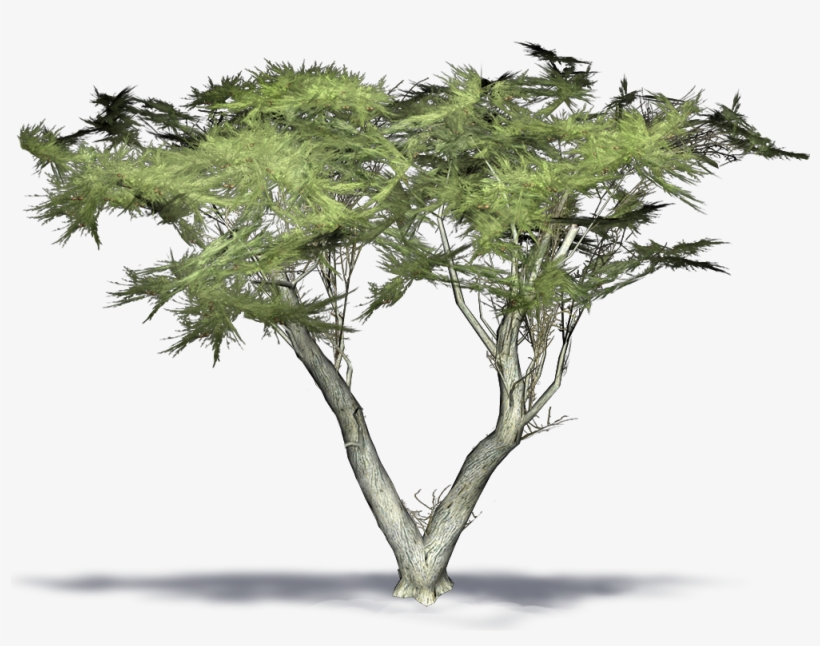 Monterey Cypress 3d Model, transparent png