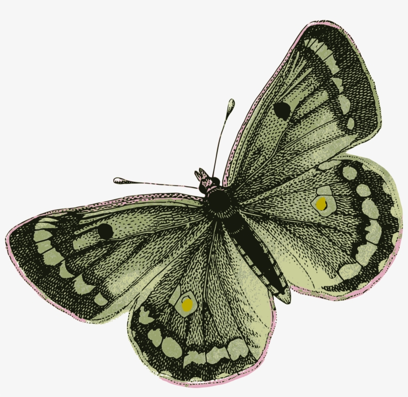 Green Butterfly - Png Green Butterfly, transparent png