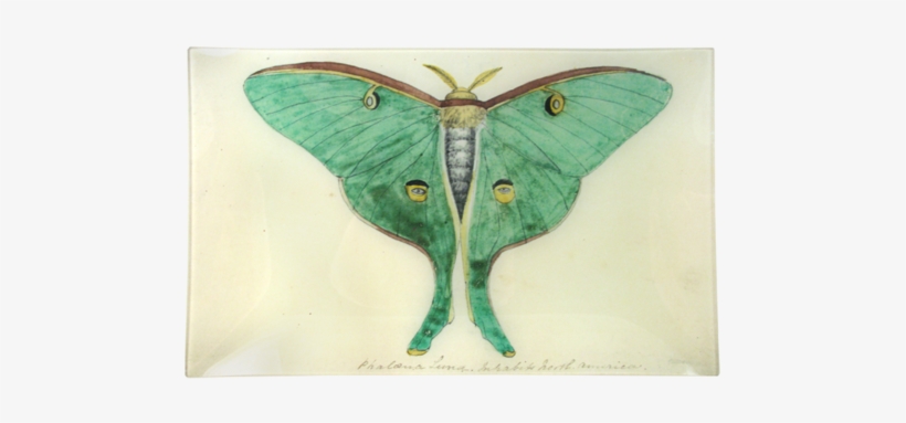 Eyed Green Butterfly - Green Butterfly, transparent png