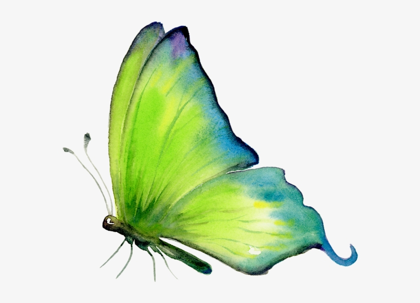 Bleed Area May Not Be Visible - Amy Kirkpatrick Art, transparent png