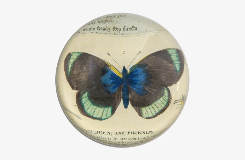 Black Green Butterfly - Trelise Cooper, transparent png