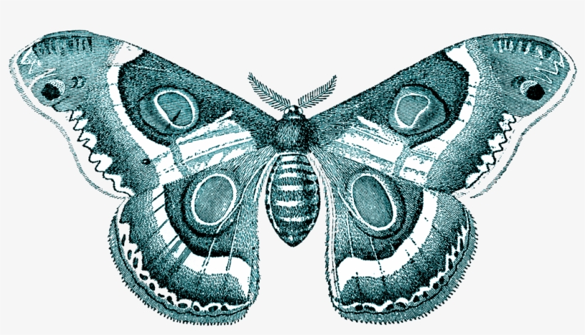 Moth Transparent Png - Butterfly Png, transparent png