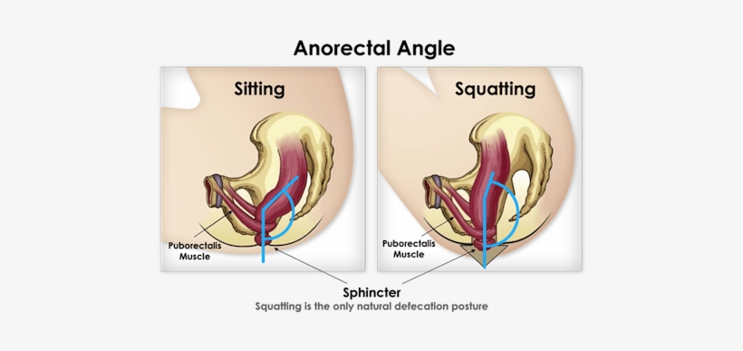 From - Pooping While Squatting, transparent png