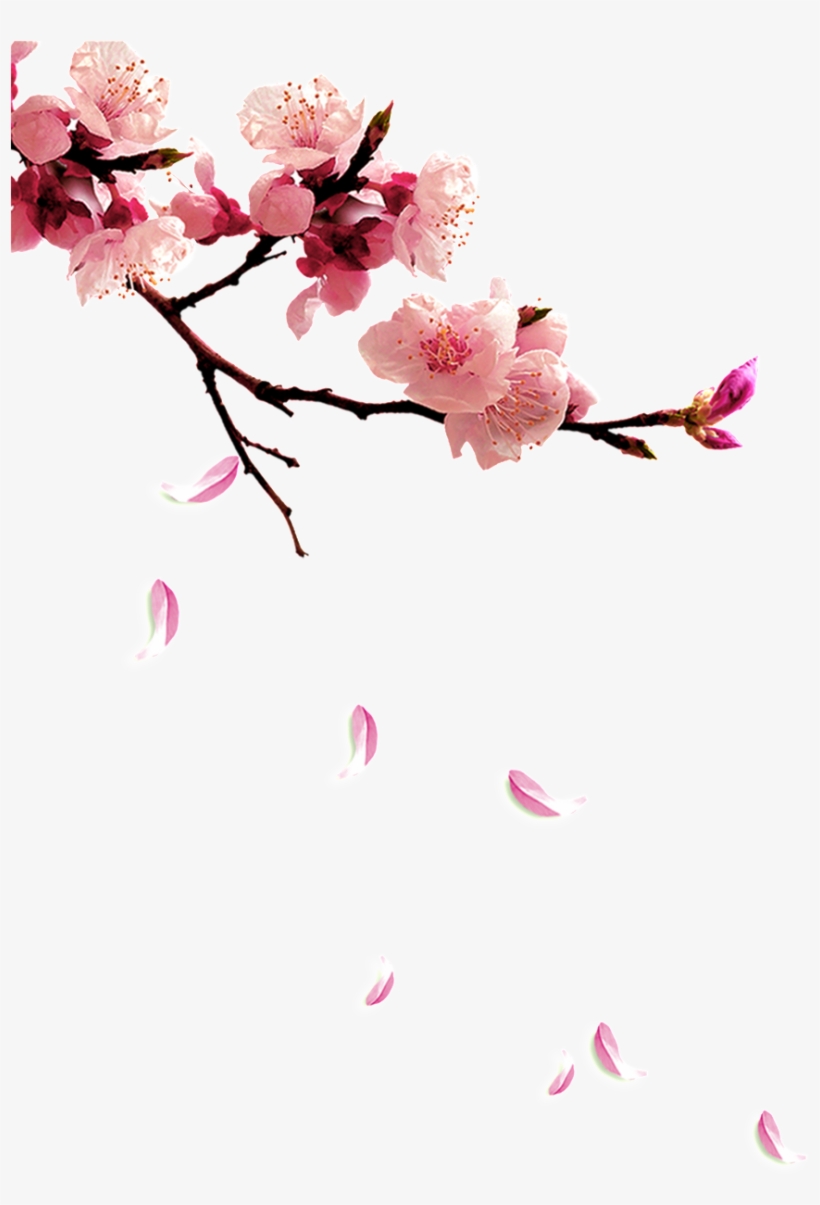 Fresh Plum Png - Twig Plum Flower, transparent png