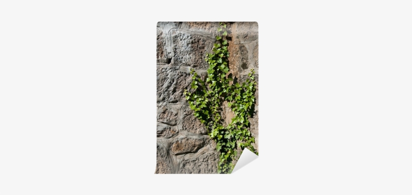 Wall, transparent png