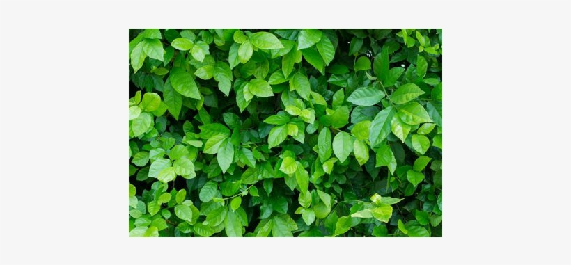 Green Ivy Background - Xscape, transparent png