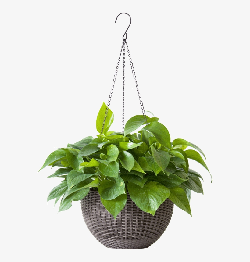 Green Radish, Ivy, Indoor Plant, Green Plant, Potted - Wall, transparent png