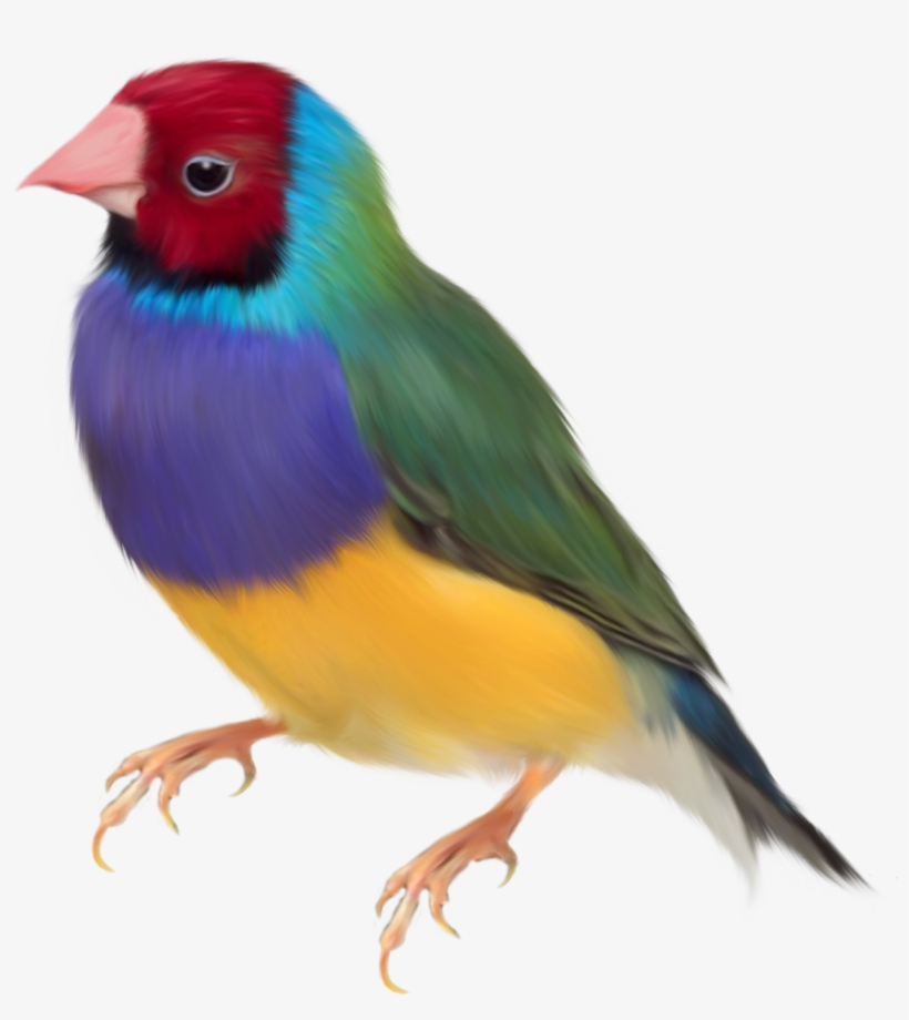 Aves - Gouldian Finch Png, transparent png
