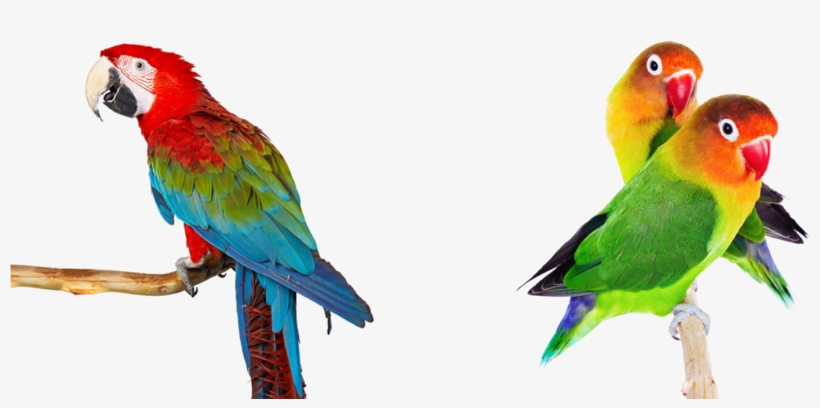 Tienda De Animales - Parrot Hd White Back Ground, transparent png