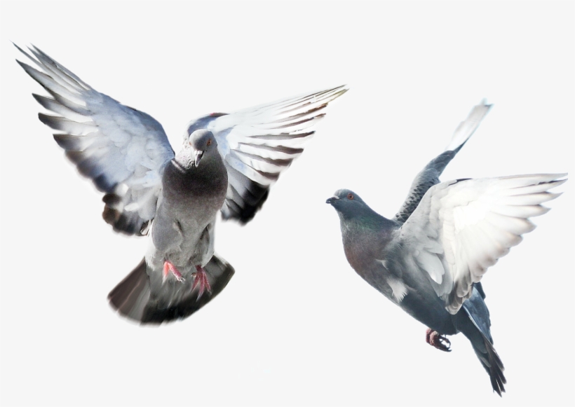 Pajaros People Png, Photoshop Retouching, Photoshop - Голуби На Прозрачном Фоне Анимация, transparent png