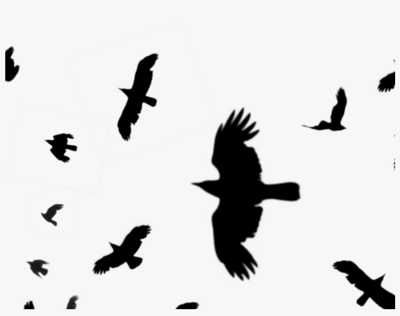 Crows Flying Silhouette Png, transparent png