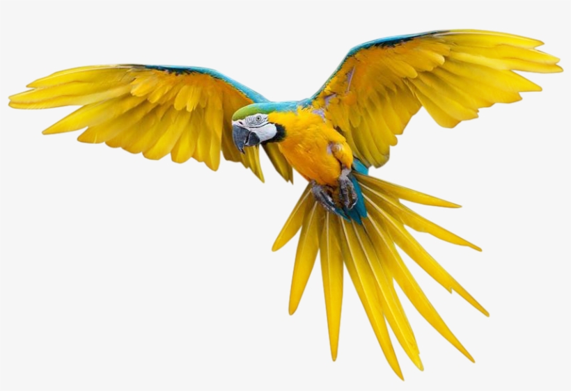 Pajaros Png Transparente - Flying Bird Png, transparent png