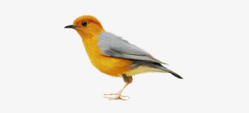 Pajaros - .net, transparent png