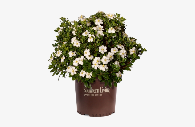 Scentamazing Gardenia Cropped - Gardenia Scent Amazing, transparent png