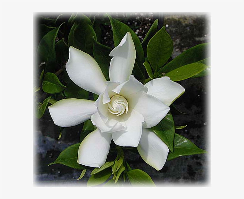 Gardenia "dwarf Radicans" - Gardenia Augusta Radicans, transparent png