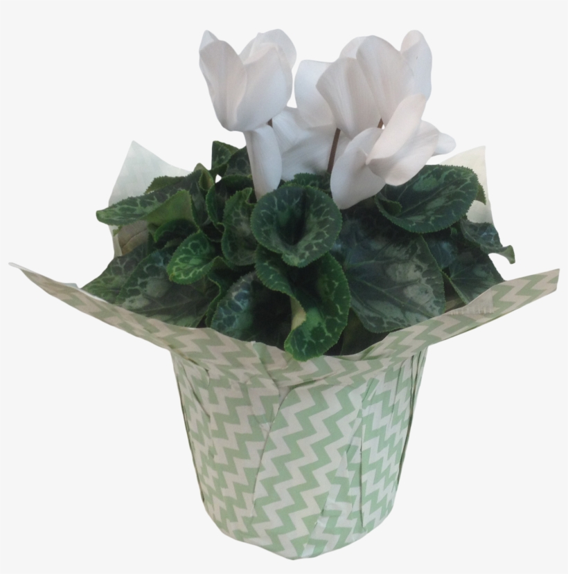 6in Cyclamen White - Cyclamen, transparent png