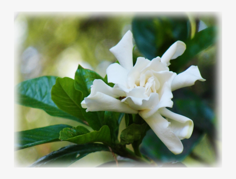 Pause - Gardenia, transparent png