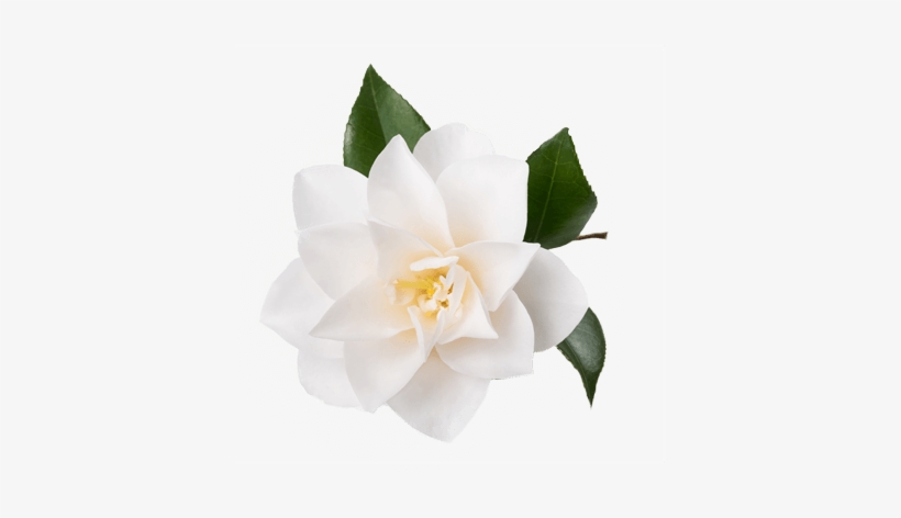 Gardenia - 100% Pure Organic Camellia Seed Oil - 100% Natural, transparent png
