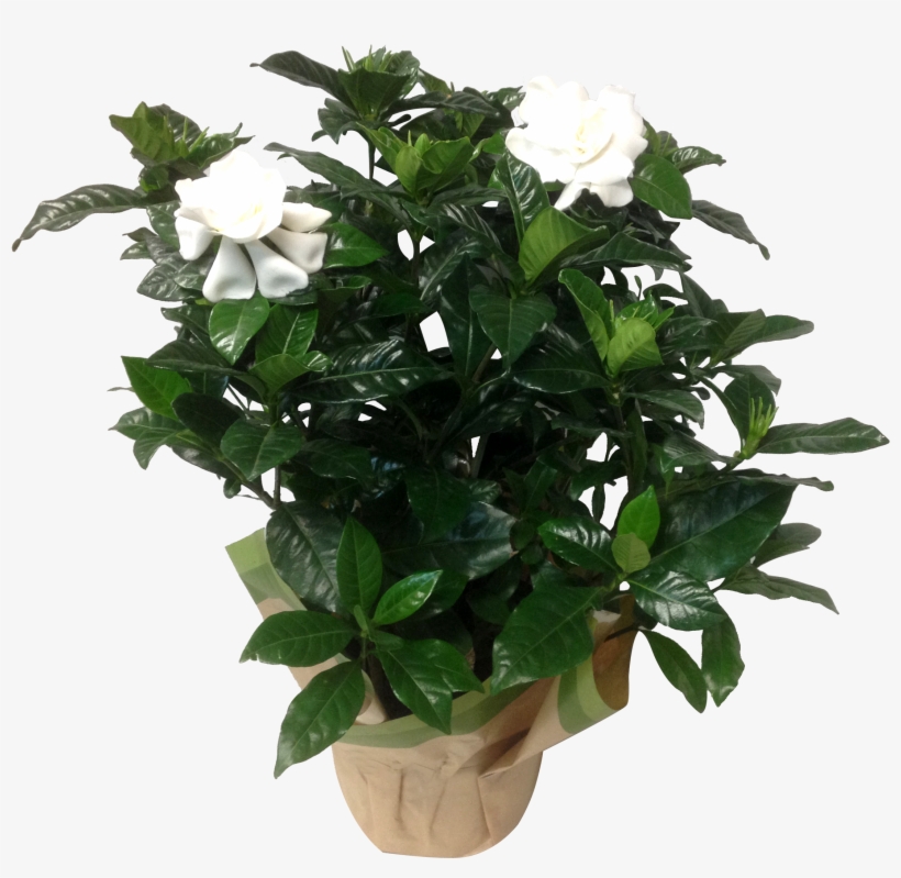 12in Gardenia Gardenia 7 In White Masson Farms - Drawing, transparent png